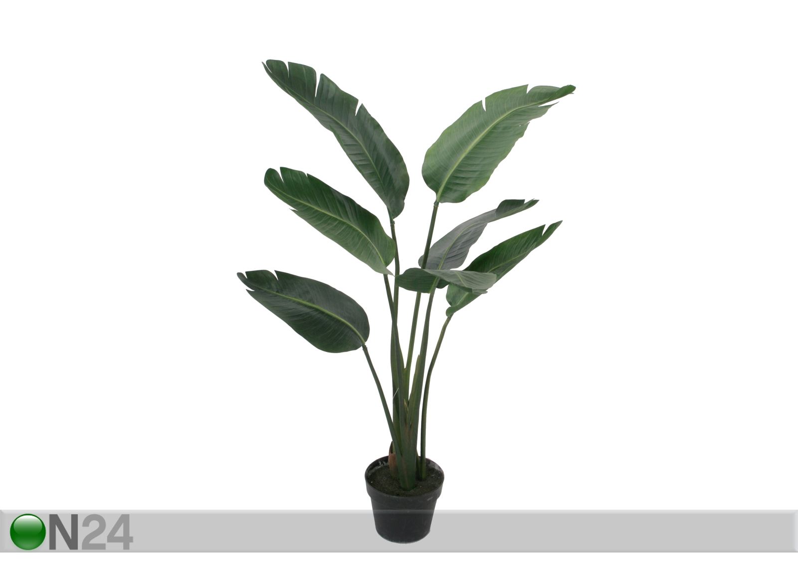 Traveller palm 105 cm suurendatud