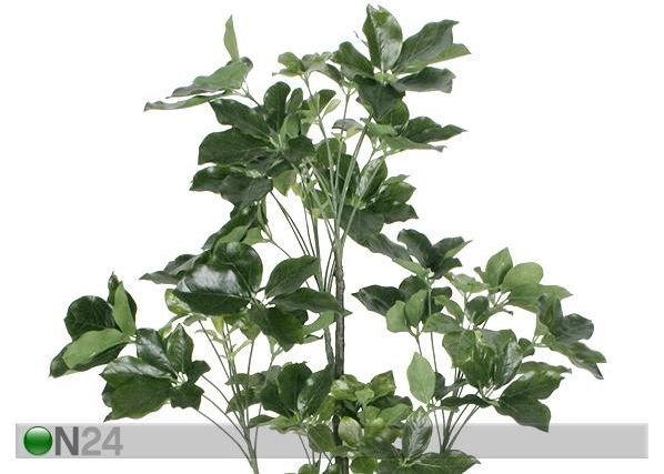 Aralia 120 cm