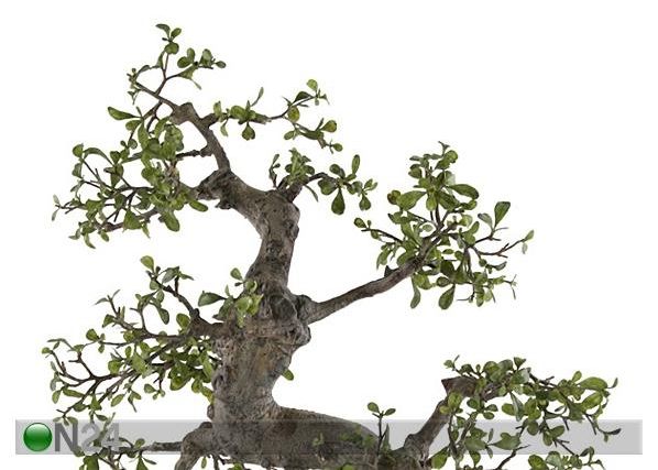 Bonsai potis 60 cm