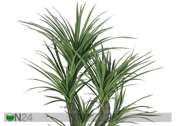 Draakonipuu 150 cm