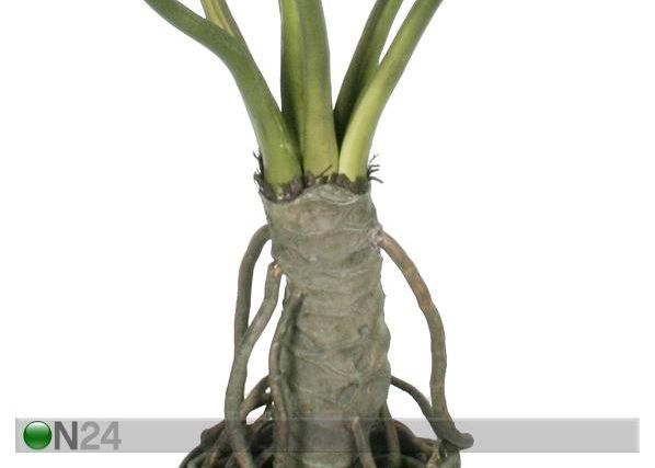 Filodendron 140 cm