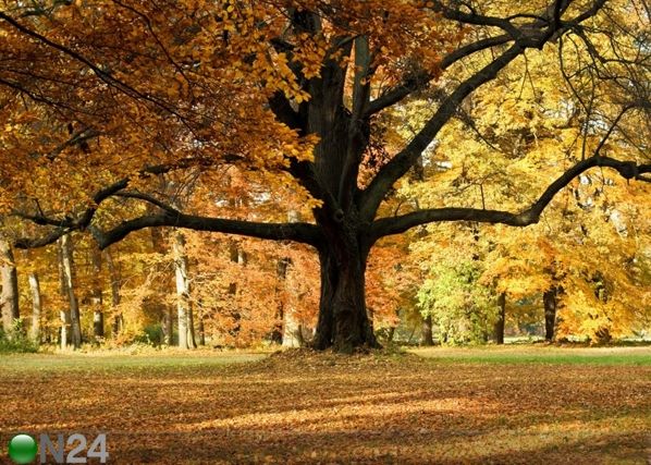 Fliis-fototapeet Oak tree 360x270 cm