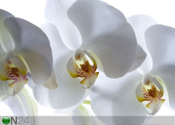 Fliis-fototapeet White orchid 360x270 cm