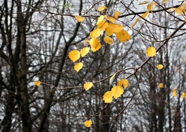 Fliis-fototapeet Yellow leaves 360x270 cm