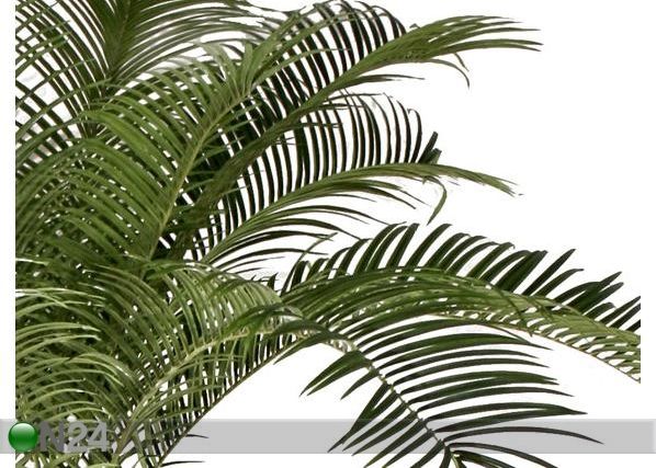 Fööniks palm 220cm