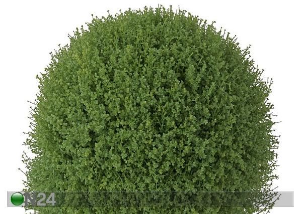 Helksiine 35 cm
