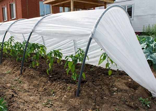 Kasvulava Agrohex 1,1x6 m