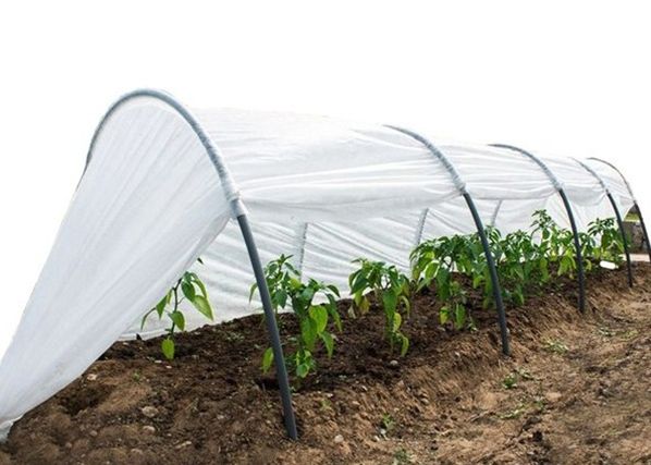 Kasvulava Agrohex 1,1x6 m