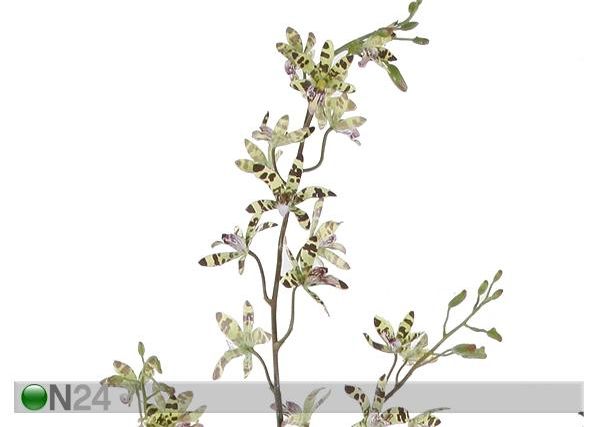 Kirju Orhidee leopardikäpp 110 cm