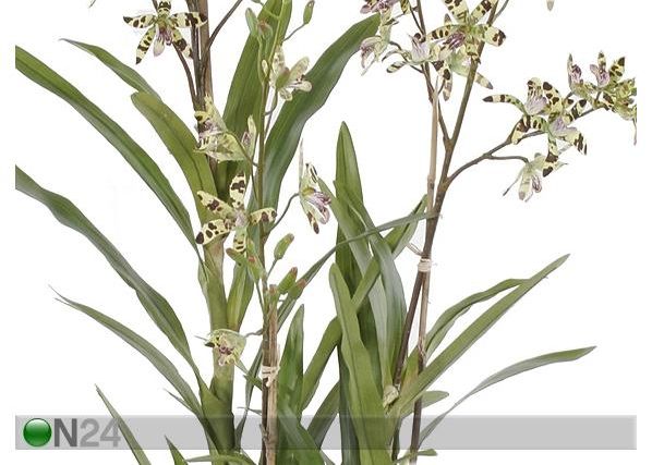 Kirju Orhidee leopardikäpp 110 cm