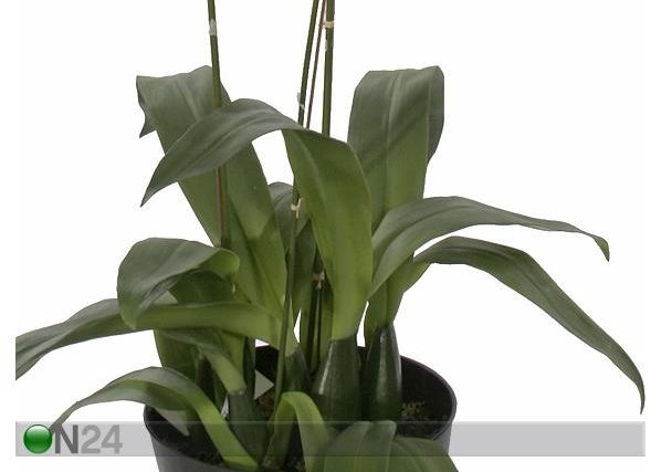 Kollane Orhidee ontsiidium 100 cm