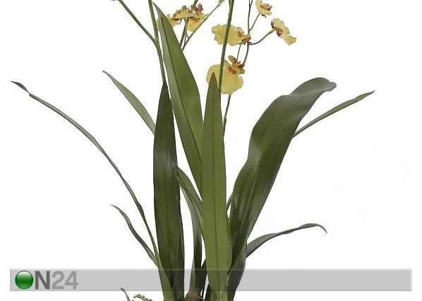 Kollane Orhidee ontsiidium 115 cm