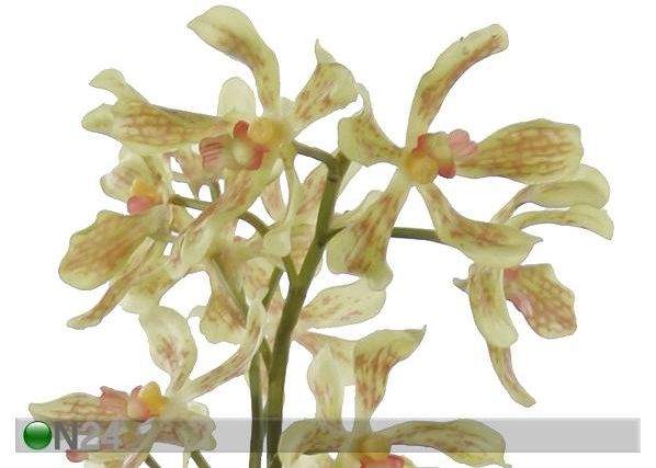 Kollane Orhidee vanda 85 cm