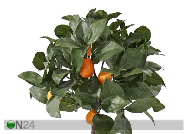 Kumkvatipuu 72 cm