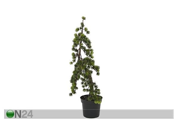 Mägimänd potis 90 cm