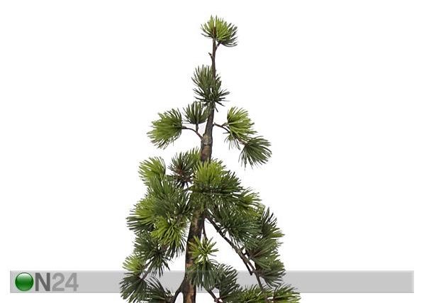 Mägimänd potis 90 cm