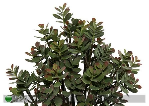 Rahapuu potis 52 cm