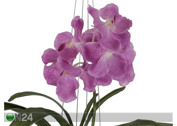 Rippuv Orhidee Vanda 46 cm