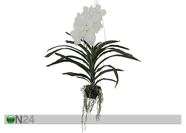 Rippuv Orhidee Vanda 70 cm