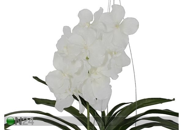 Rippuv Orhidee Vanda 70 cm