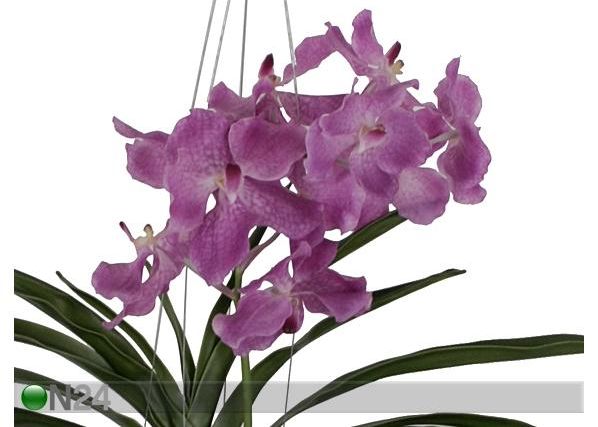 Rippuv Orhidee Vanda 70 cm