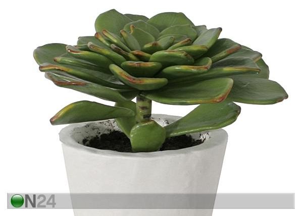 Succulent 23 cm