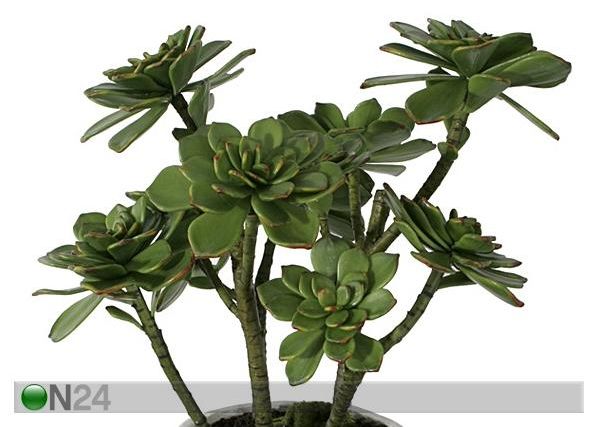 Succulent 60 cm