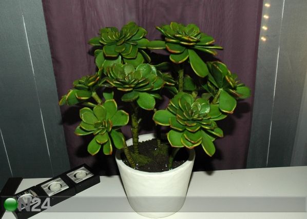 Succulent 60 cm