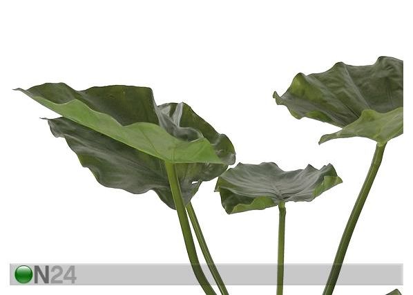 Taro 77 cm