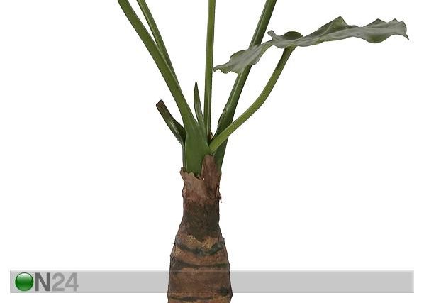Taro 77 cm
