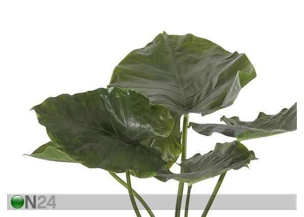 Taro 90 cm