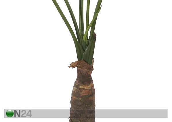 Taro 90 cm