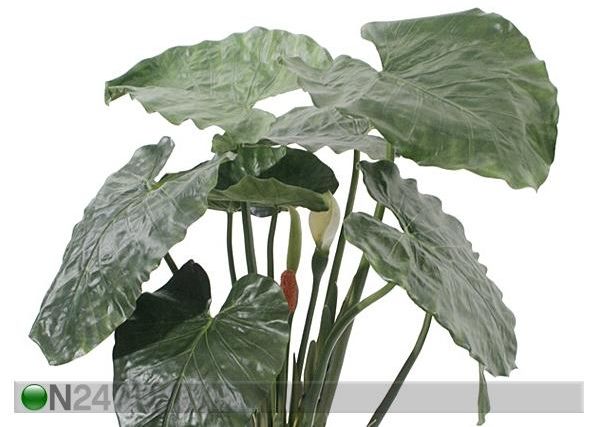 Taro taim potis 90 cm