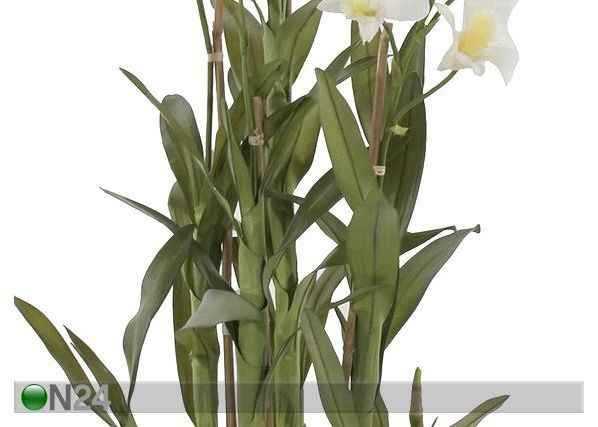 Valge Orhidee dendroobium 110 cm