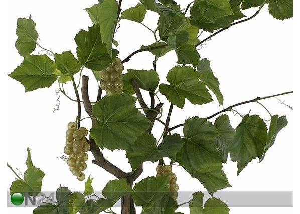 Viinamarja taim 160 cm