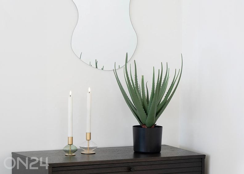 Aloe Vera 1 tk suurendatud