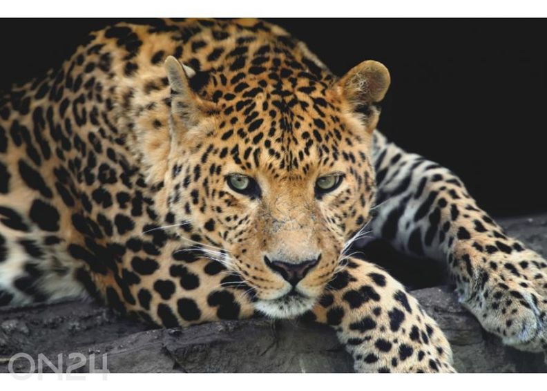 Fliis fototapeet Close Up Leopard Portrait 368 x 254 cm suurendatud