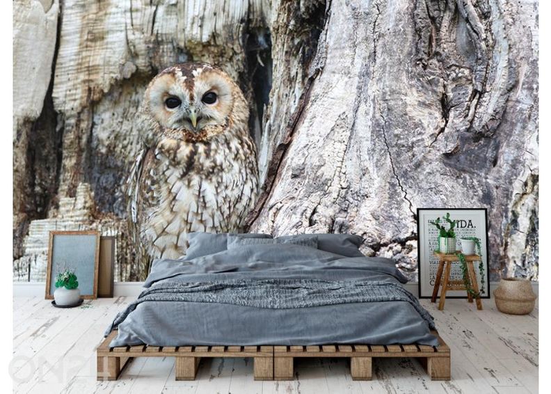 Fliis fototapeet Owl on a Grey Tree 368x254 cm suurendatud
