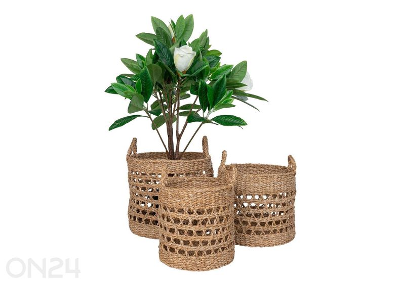 Korvid Balok suurendatud