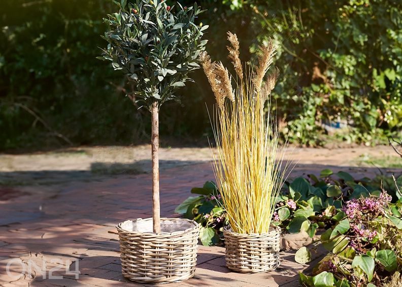 Korvid Kalak, 2 tk suurendatud