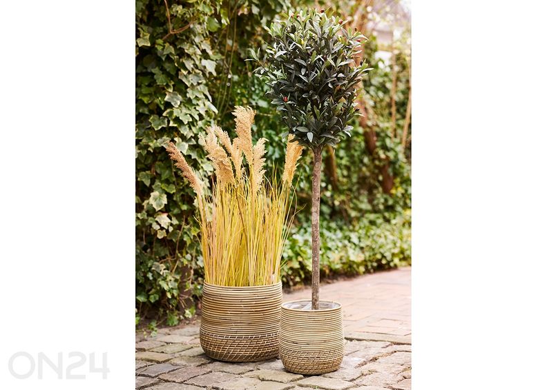 Korvid Moro suurendatud