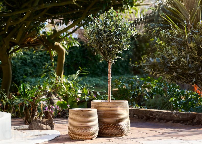 Korvid Moro suurendatud