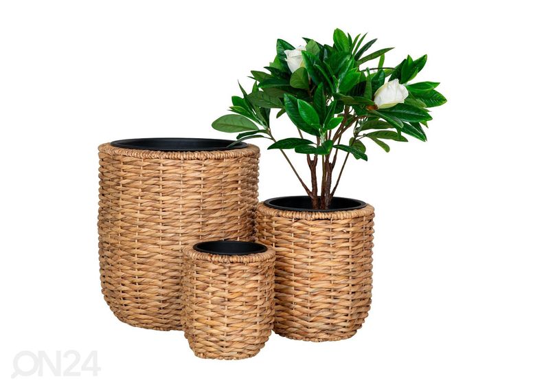 Lillekastid Hanoi 3 tk suurendatud