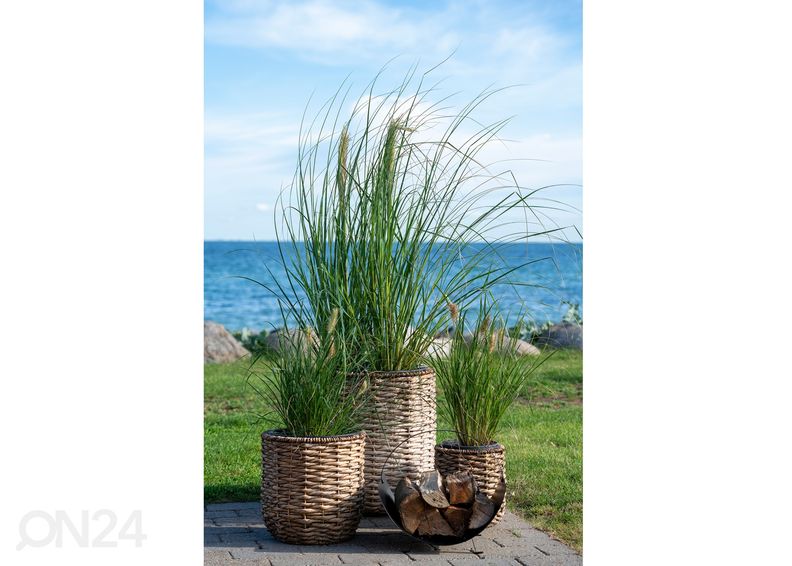 Lillekastid Hanoi 3 tk suurendatud