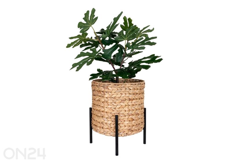 Lillepott Antas suurendatud