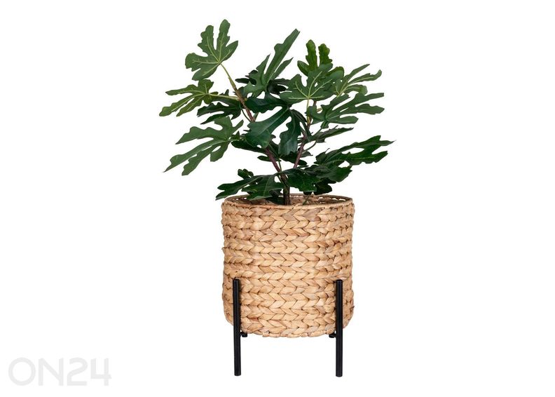 Lillepott Antas suurendatud