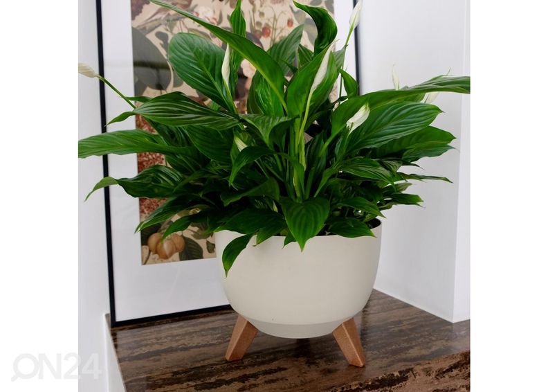 Lillepott jalgadel Roma Legs Ø 29 cm suurendatud