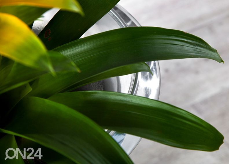 Vaas Goal suurendatud