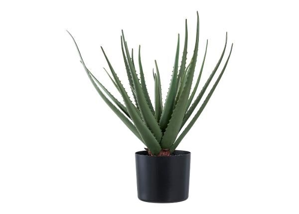 Aloe Vera 1 tk