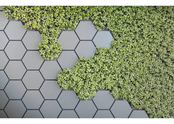 Fliis fototapeet 3D Green Vertical Garden 368x254 cm